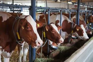 110122-vacas