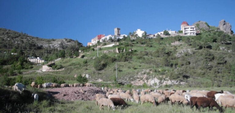 La ganadería extensiva es el futuro del medio rural y del planeta