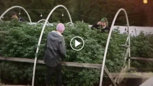 El ‘boom’ de la marihuana en España, este viernes en ‘El Punto de Mira’