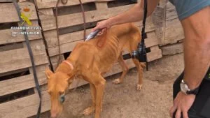 La Guardia Civil rescata en Arucas (Las Palmas) a 39 perros en pésimas condiciones