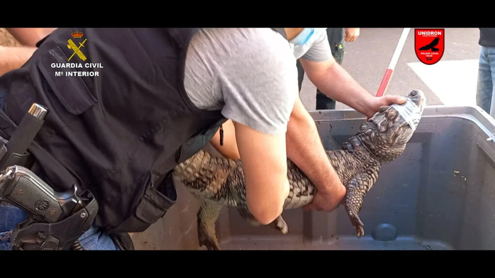 La Guardia Civil interviene la mayor colección privada de animales venenosos y potencialmente peligrosos