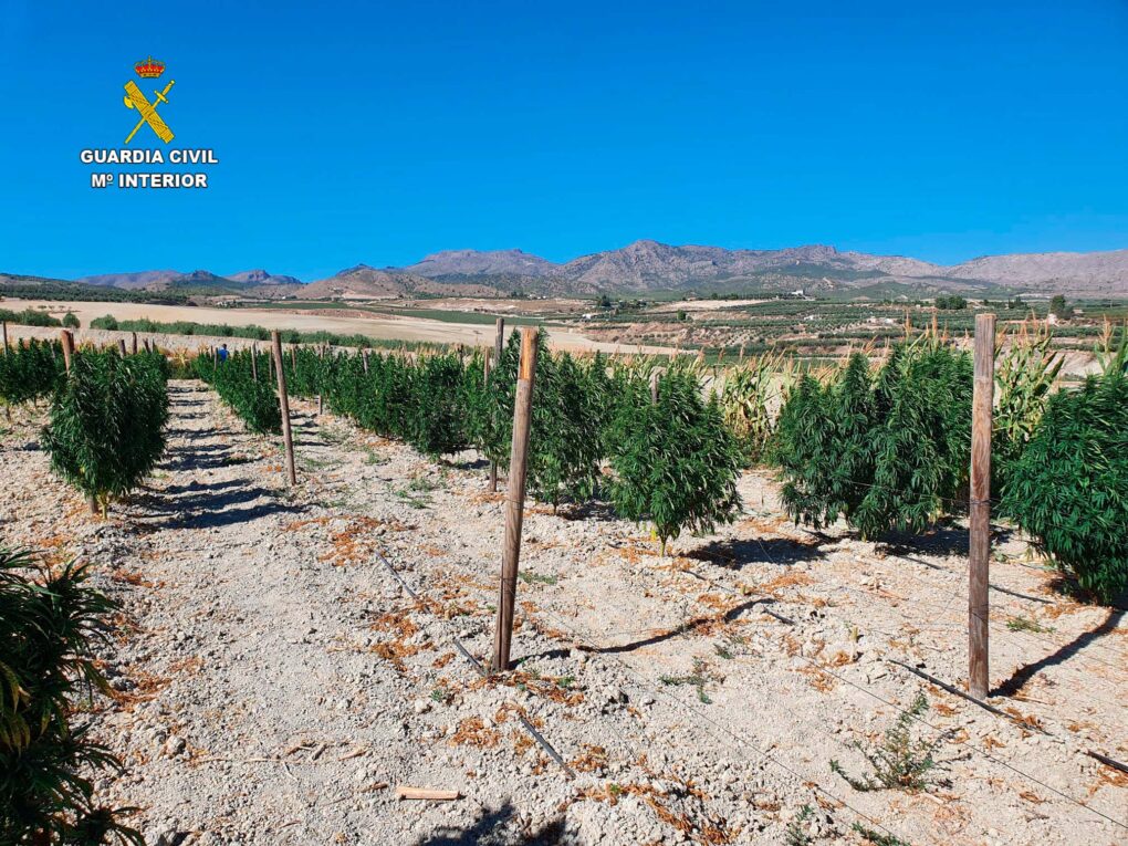 Desmantelada una empresa que se dedicaba a la venta de cogollos y derivados de la marihuana en Almería y Cáceres