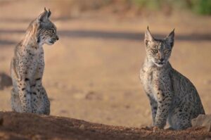 La población de lince ibérico bate un nuevo récord con más de 1.365 ejemplares censados