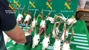 La Guardia Civil investiga a 74 personas por intentar dar legalidad en una taxidermia a animales cazados irregularmente
