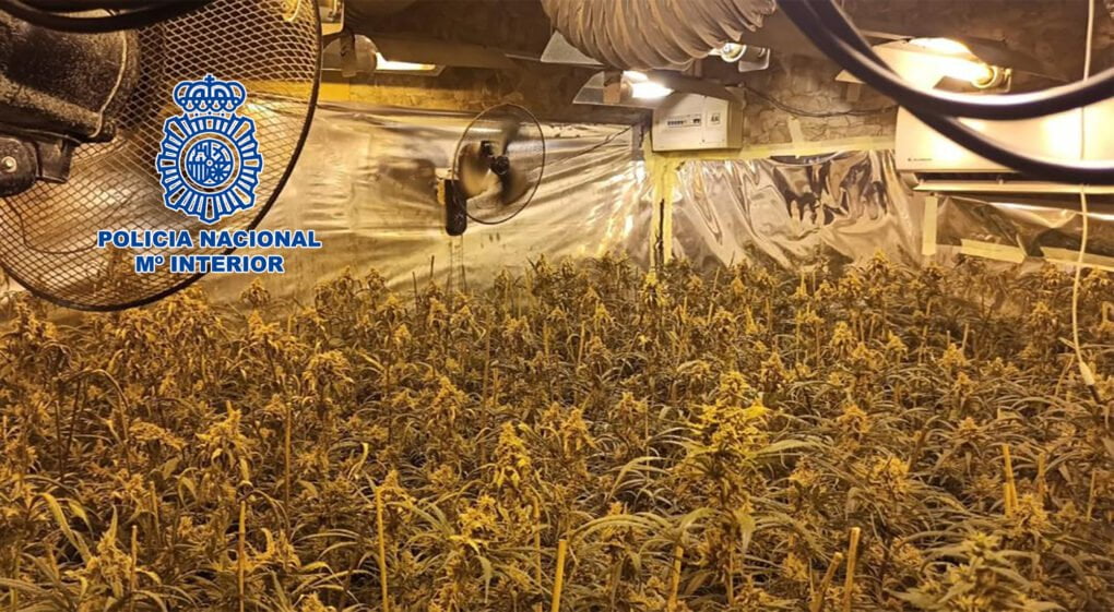 La Policía Nacional desmantela cuatro plantaciones indoor de marihuana con 1.700 plantas y 10.000 esquejes