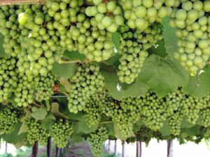 El Consejo Regulador Rías Baixas estima que esta vendimia se podrían recoger unos 41 millones de kilos de uva