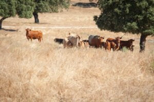 UPA pide un Pacto de Estado contra los incendios que cuente con la población rural