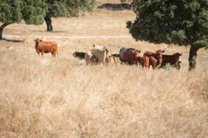 UPA pide un Pacto de Estado contra los incendios que cuente con la población rural