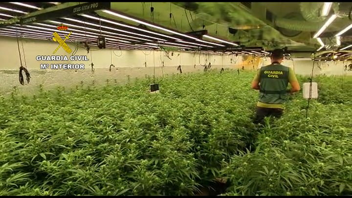 La Guardia Civil interviene más de 10.000 plantas de marihuana en Hormigos (Toledo)