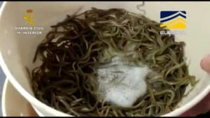 La Guardia Civil devuelve al medio natural 180 kilos de angula intervenidos