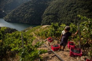 Bodegas Regina Viarum inicia la vendimia en Ribeira Sacra