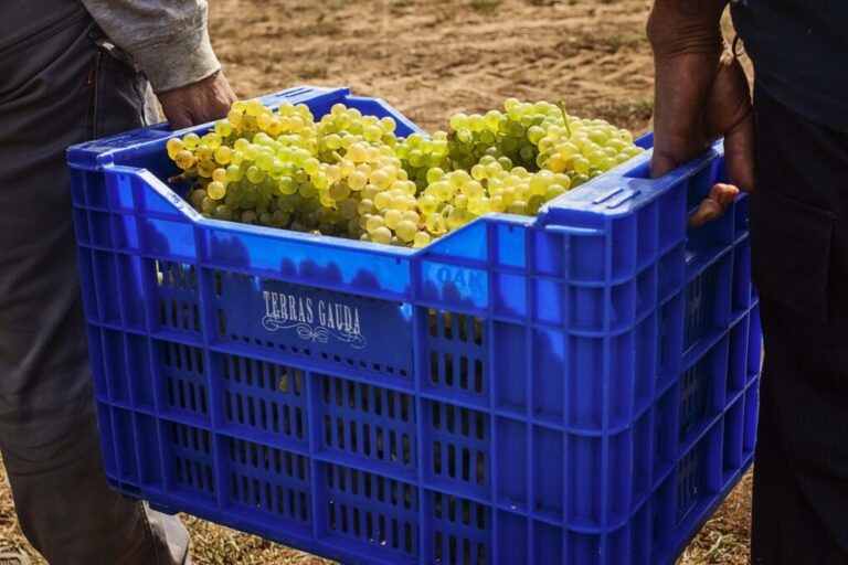 Terras Gauda propone una escapada para vivir la vendimia en primera persona