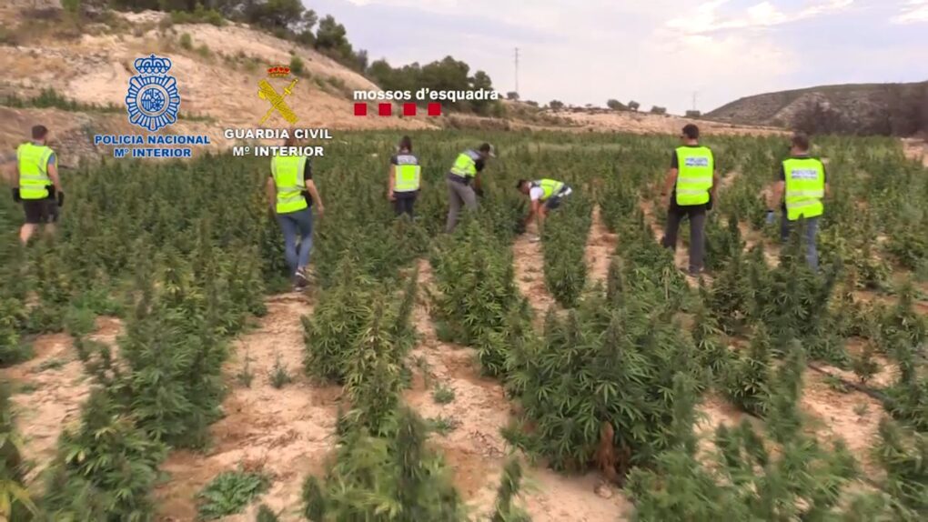 La Guardia Civil incauta más de 50 toneladas de marihuana en Cataluña