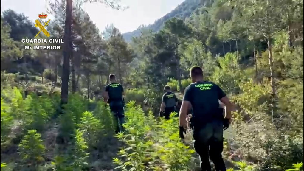 La Guardia Civil detiene a 10 personas por cultivar más de 44 toneladas de marihuana en zonas boscosas del Pirineo Aragonés