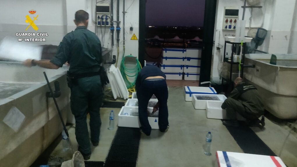 La Guardia Civil interviene más de 190 kilos de angula en el Puerto de Algeciras