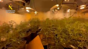 Desarticulada una organización criminal dedicada al cultivo de marihuana indoor en Castellón