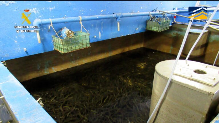 Detenidas 27 personas entre España y Francia en una macrooperación contra el tráfico ilegal de angulas