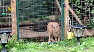 La Guardia Civil interviene dos linces protegidos que habían sido vendidos de forma ilegal