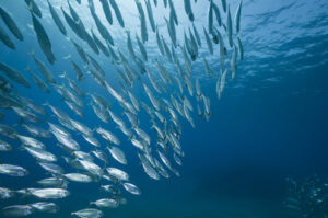 La flota española verá incrementada sus posibilidades de pesca en el Atlántico Noroeste