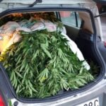 La Guardia Civil incauta una plantación de marihuana en Cangas