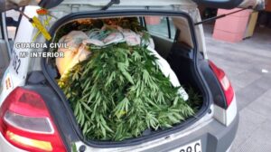 La Guardia Civil incauta una plantación de marihuana en Cangas