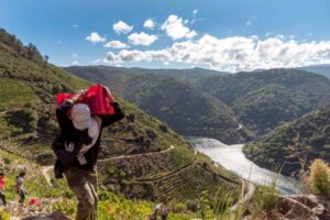 Bodegas Regina Viarum inicia la vendimia en Ribeira Sacra y presenta sus Jornadas Heroicas