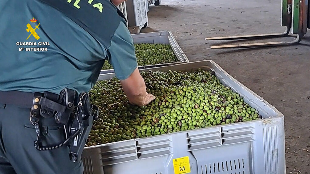 Operativo Contra el Robo de Aceitunas y Aceite en Sevilla: 30 Personas Investigadas