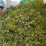 Incautados 300 kg de muérdago destinados a la comercialización en la próxima Campaña Navideña