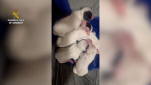 Investigado un hombre por abandonar ocho cachorros en un contenedor
