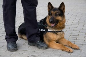 Desarticulada una red de narcotráfico que ocultaba cocaína entre astillas de madera en Antequera