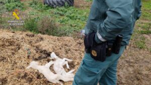 Investigado un propietario de explotación ganadera por maltrato animal en Guadalajara