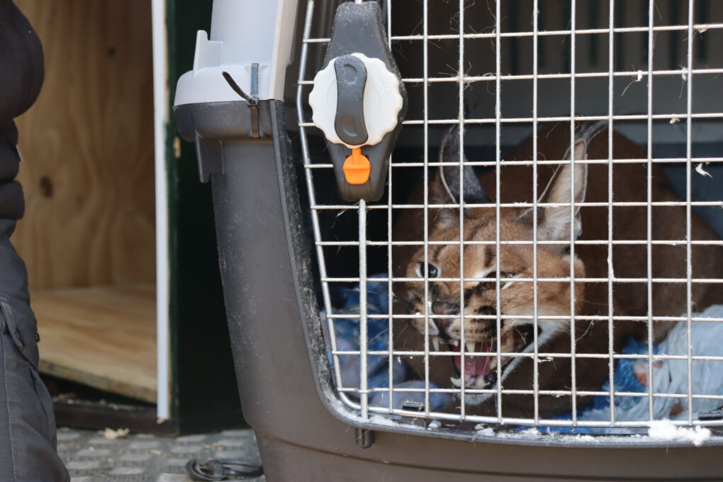 Intervenido un lince africano en el jardín de una casa en Marbella