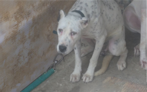 PACMA solicita una reunión urgente para reformar la Ley de Protección Animal y abordar la exclusión de los perros de caza
