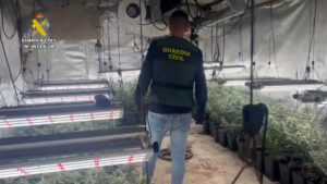 Detenidas 55 personas dedicadas al cultivo de cannabis en Madrid, Toledo y Guadalajara