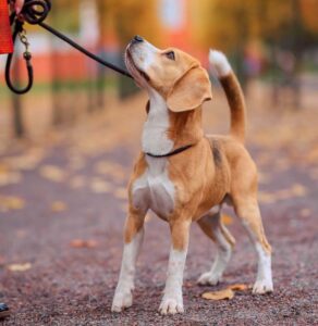 PACMA Propone Fuentes para Perros y Refugios Climáticos en Parques de Municipios Grandes