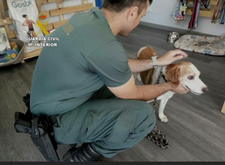 La Guardia Civil desmantela a un falso veterinario en Galicia y aclara dos delitos graves