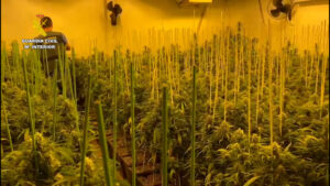 Operación Califa-Blister-23: La Guardia Civil Interviene Más de 10.000 Plantas de Marihuana en Córdoba