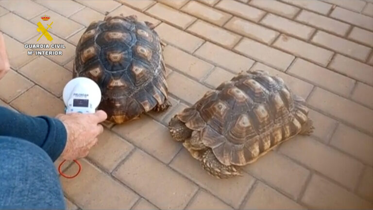 Intervenidas 17 especies protegidas que se vendían ilegalmente en Málaga