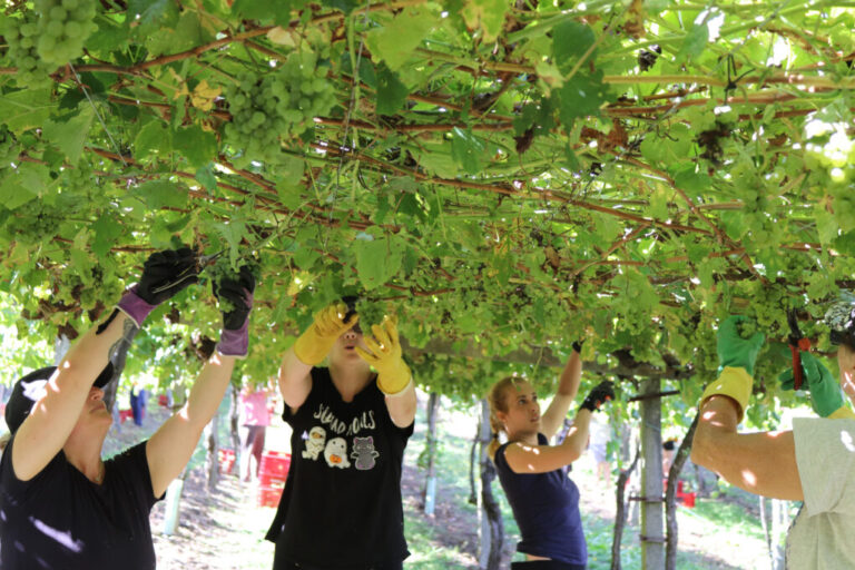 La revolución femenina en el vino: 2.606 mujeres impulsan la D.O. Rías Baixas