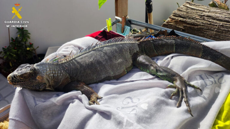 Operación Thunder: la Guardia Civil desmantela redes de tráfico de especies en una macrooperación nacional