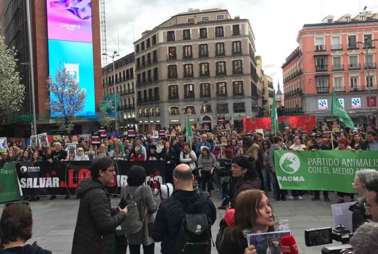 Retroceso ecológico: el lobo ibérico, amenazado por la desprotección legal al norte del Duero