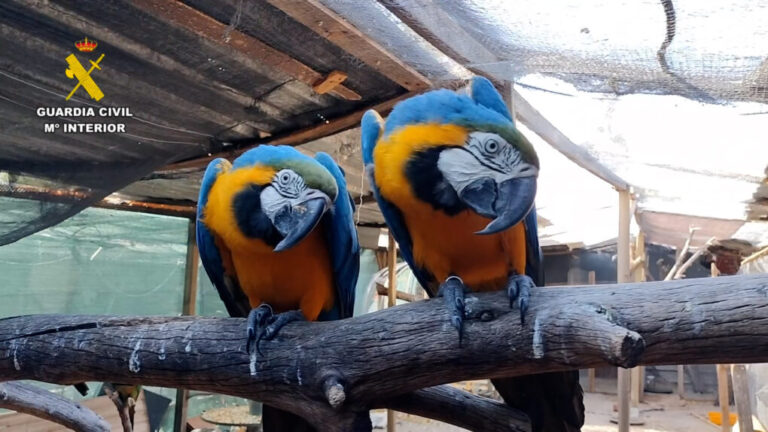 Cáceres, epicentro de una red de contrabando de animales exóticos: especies CITES incautadas en toda España