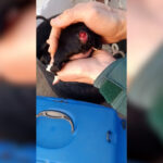 Maltrato animal en Tarragona: un hombre investigado por amputar la cola a una camada de cachorros