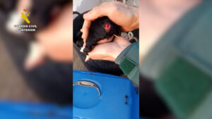 Maltrato animal en Tarragona: un hombre investigado por amputar la cola a una camada de cachorros