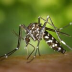 Preocupación por el aumento de mosquitos este verano tras una primavera excepcionalmente lluviosa