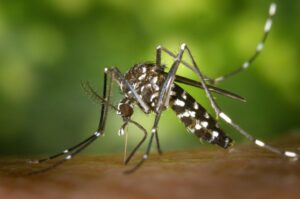 Preocupación por el aumento de mosquitos este verano tras una primavera excepcionalmente lluviosa