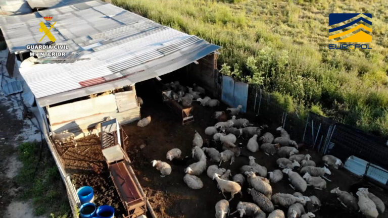 La Guardia Civil desarticula una red que sacrificaba animales sin control y vendía la carne a restaurantes y particulares