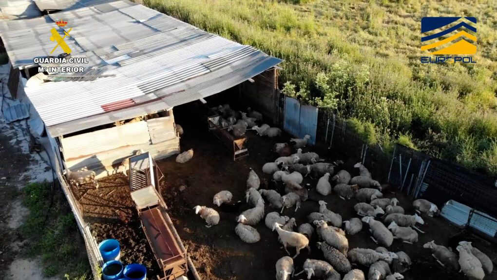 La Guardia Civil desarticula una red que sacrificaba animales sin control y vendía la carne a restaurantes y particulares