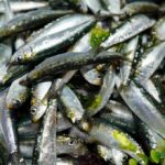 España y Portugal logran el Sello Azul MSC para la pesca de sardina en el Atlántico