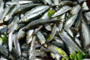 España y Portugal logran el Sello Azul MSC para la pesca de sardina en el Atlántico